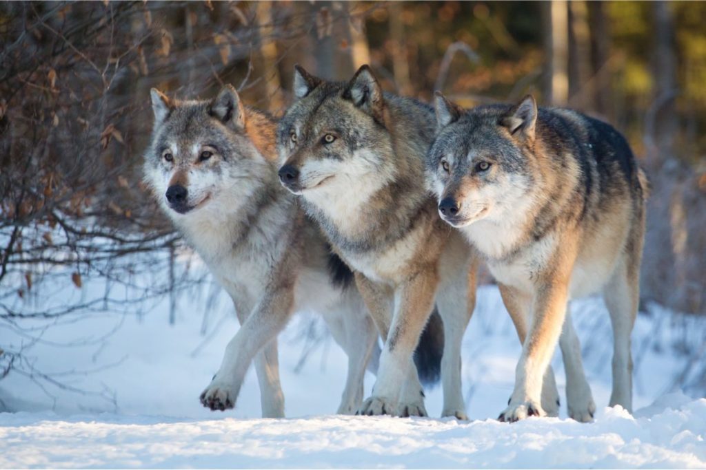 História da domesticação: Desde os primeiros lobos domesticados até a criação de gatos e cães de raça